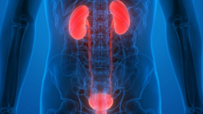 13 Fungsi Ginjal Pada Organ Tubuh Beserta Penjelasan Lengkap