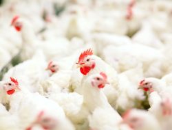 Menjelang Ramadhan, Harga Ayam Terus Naik