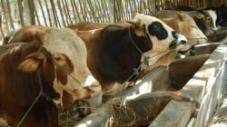 15 Strategi Cara Sukses Berbisnis Bidang Peternakan, Serta Tantangannya