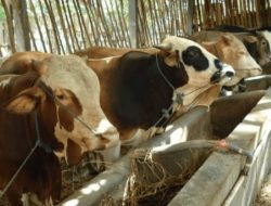 15 Strategi Cara Sukses Berbisnis Bidang Peternakan, Serta Tantangannya