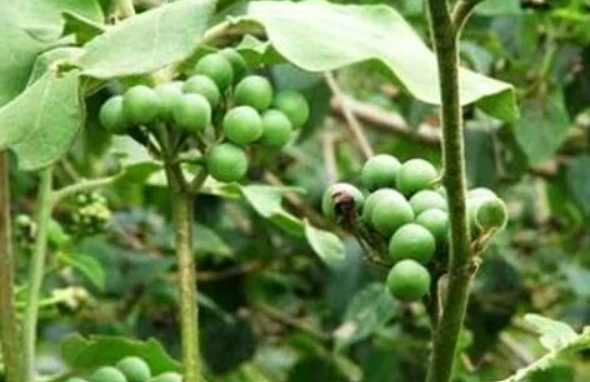 Cara Mengatasi Dan Pengobatan TBC (Tuberkulosis) Secara Lengkap
