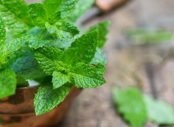 Cara Mengatasi Dan Pengobatan TBC (Tuberkulosis) Secara Lengkap